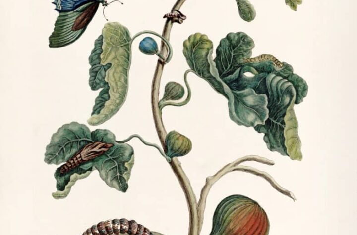 Maria Sibylla Merian. Ficus carica (Higuera). Biblioteca Histórica Universidad Complutense de Madrid