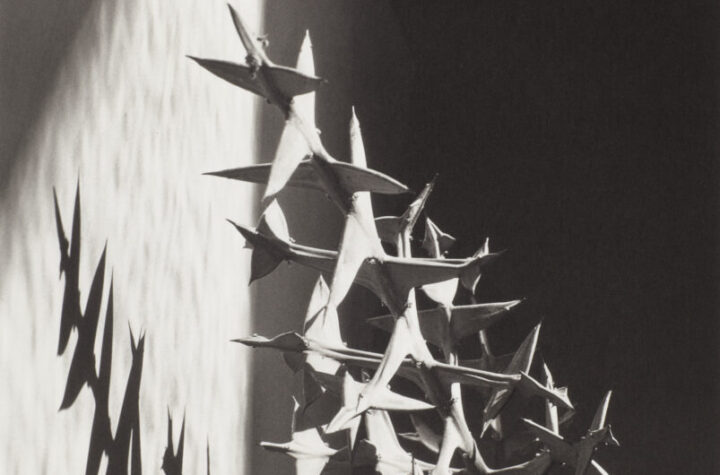 Imogen Cunningham. Colletia Cruciata 7, 1929. Álbum The Eye of Imogen Cunningham. Colección José Luis Soler Vila © 2024 Imogen Cunningham Trust